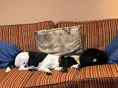 Female Beagle x Cocker Spaniel - €200