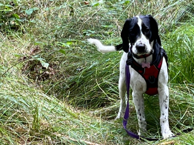 Female Beagle x Cocker Spaniel - €200