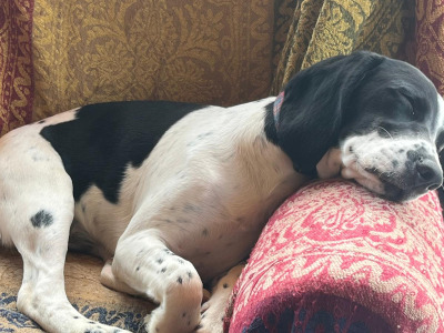 Female Beagle x Cocker Spaniel - €200
