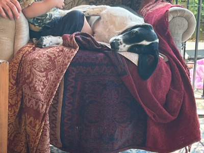 Female Beagle x Cocker Spaniel - €200