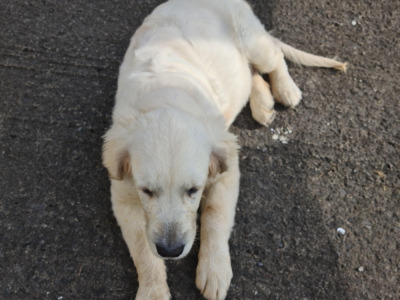 Melba is an IKC Registered female Golden Retriever puppy in Sligo