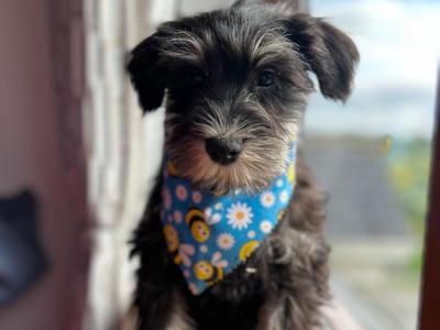 Beautiful toilet trained miniature Schnauzer