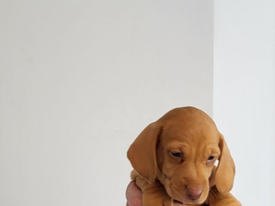 Miniature Dachshund for sale in Roscommon