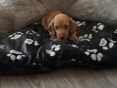 Miniature Dachshund for sale in Roscommon