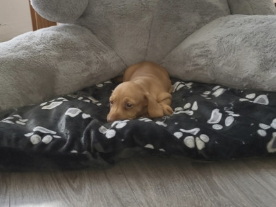 Miniature Dachshund for sale in Roscommon