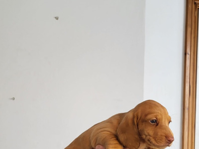 Miniature Dachshund for sale in Roscommon