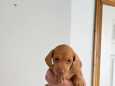 Miniature Dachshund for sale in Roscommon
