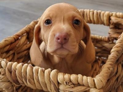 Miniature Dachshund for sale in Roscommon