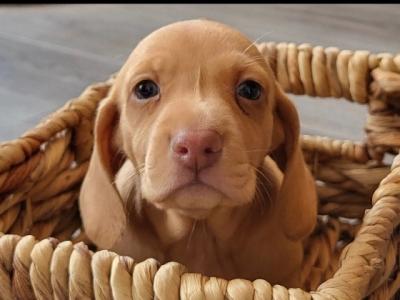 Male Miniature Dachshund puppy for sale in Roscommon