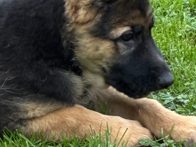 1 female German Shepherd puppy left. Affectionate, playful, ideal family pet great with children