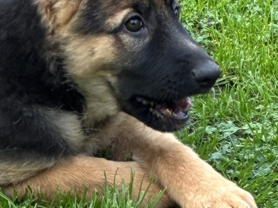 1 female German Shepherd puppy left. Affectionate, playful, ideal family pet great with children