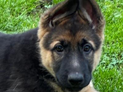 1 female German Shepherd puppy left. Affectionate, playful, ideal family pet great with children