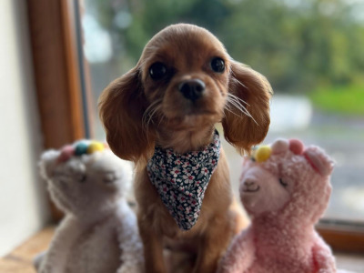 Gorgeous Cavapoo puppies 🐶 😍 in Wexford