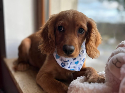 Gorgeous Cavapoo puppies 🐶 😍 in Wexford