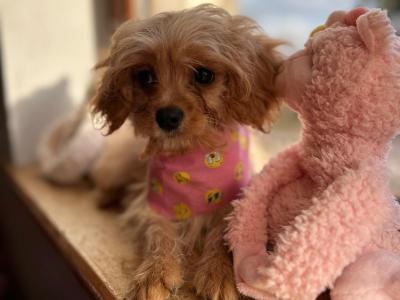 House trained Cavapoo puppies in Wexford