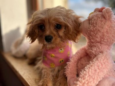 Gorgeous Cavapoo puppies 🐶 😍 in Wexford