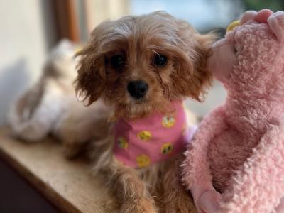 Gorgeous Cavapoo puppies 🐶 😍 in Wexford