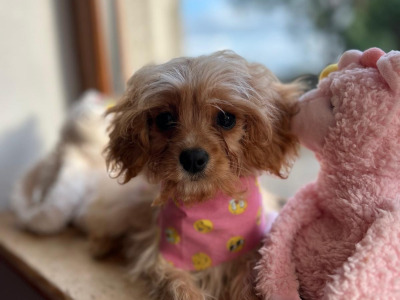 Gorgeous Cavapoo puppies 🐶 😍 in Wexford