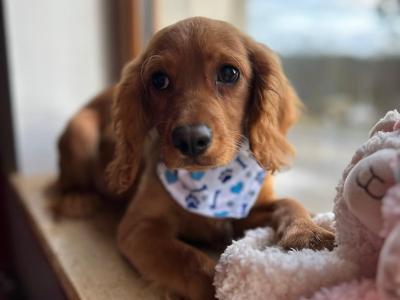 Gorgeous Cavapoo puppies 🐶 😍 in Wexford