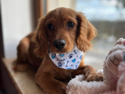 Gorgeous Cavapoo puppies 🐶 😍 in Wexford