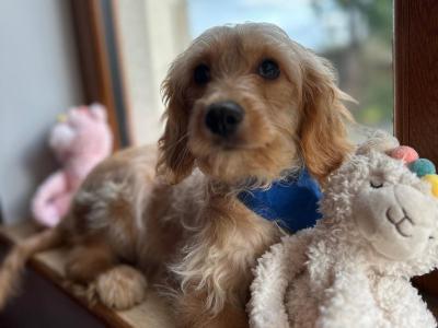 Gorgeous toilet trained Cavapoo puppies 🐶 😍 in Wexford