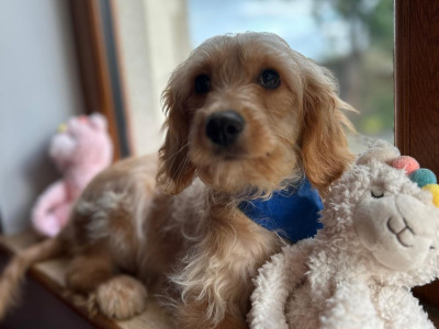 Gorgeous Cavapoo puppies 🐶 😍 in Wexford