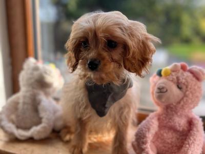 Gorgeous Cavapoo puppies 🐶 😍 in Wexford