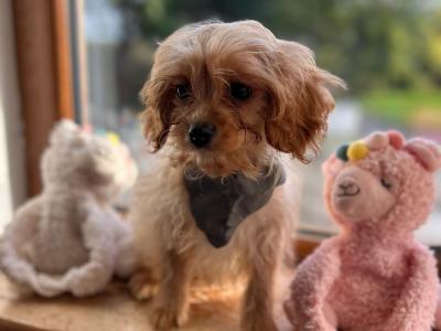 House trained Cavapoo puppies in Wexford