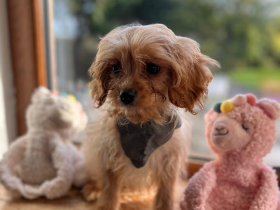 Gorgeous Cavapoo puppies 🐶 😍 in Wexford