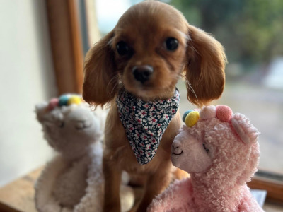 Gorgeous Cavapoo puppies 🐶 😍 in Wexford