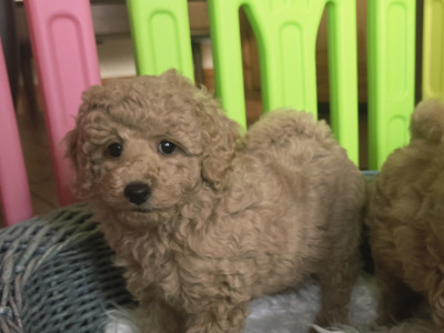 KC Registered Toy Poodle puppies in Donegal