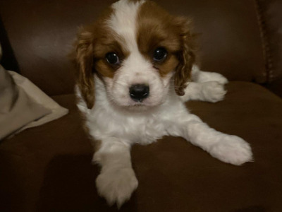 Cavalier King Charles Spaniel puppies in Wicklow