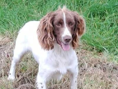 Purebred Springer Spaniel in Mayo