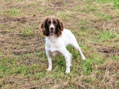 Purebred Springer Spaniel in Mayo