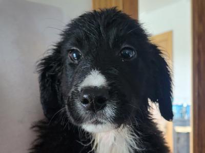 Friendly Bernese Mountain Dogs/Rough Collie x Labrador puppies for sale near charleville