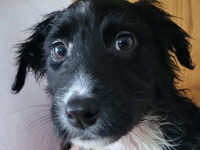Friendly Bernese Mountain Dogs/Rough Collie x Labrador puppies for sale near charleville