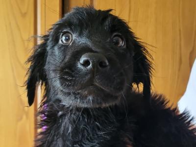 Friendly Bernese Mountain Dogs/Rough Collie x Labrador puppies for sale near charleville