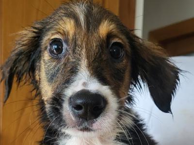 Friendly Bernese Mountain Dogs/Rough Collie x Labrador puppies for sale near charleville