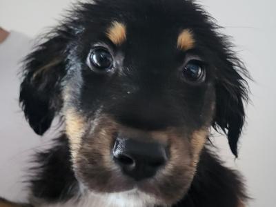 Friendly Bernese Mountain Dogs/Rough Collie x Labrador puppies for sale near charleville