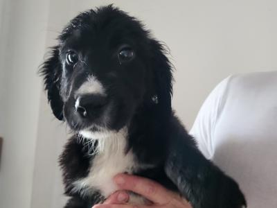 Friendly Bernese Mountain Dogs/Rough Collie x Labrador puppies for sale near charleville