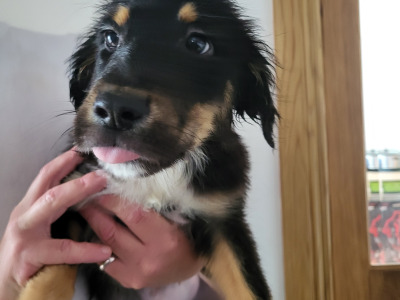 Friendly Bernese Mountain Dogs/Rough Collie x Labrador puppies for sale near charleville