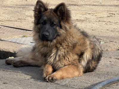 Rare and Beautiful:Blue and Tan German  Pup