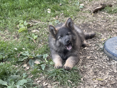 Rare and Beautiful:Blue and Tan German  Pup