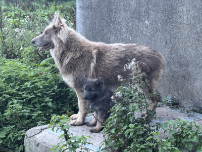 Rare and Beautiful:Blue and Tan German  Pup
