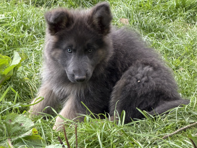 Rare and Beautiful:Blue and Tan German  Pup