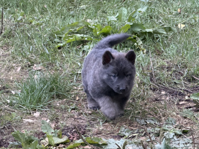 Rare and Beautiful:Blue and Tan German  Pup