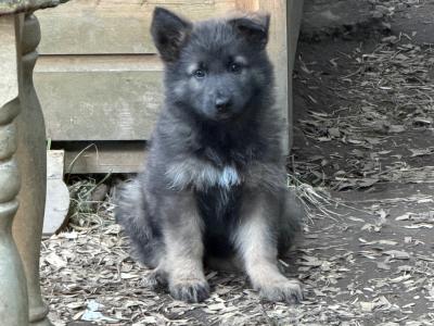 Rare and Beautiful:Blue and Tan German  Pup