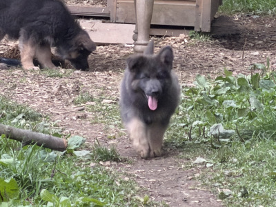 Rare and Beautiful:Blue and Tan German  Pup