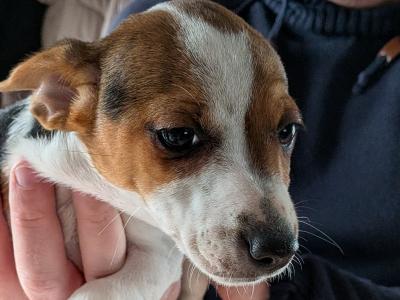 Jack Russell puppies in Galway 4 left