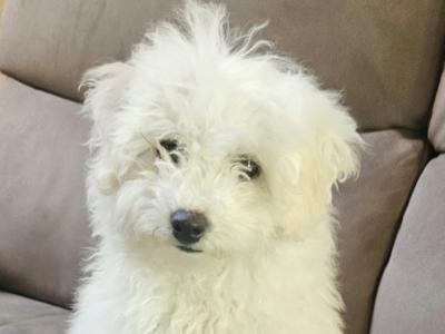 Maltese x Bichon Frise puppies (Maltichon) for sale in Kerry